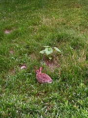 Sylvilagus floridanus