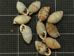 Euchondrus septemdentatus