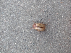 Amphimallon solstitiale