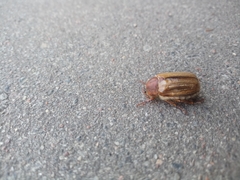 Amphimallon solstitiale