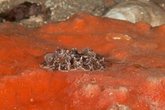Phrikoceros