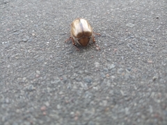 Amphimallon solstitiale