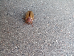 Amphimallon solstitiale