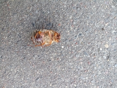 Amphimallon solstitiale