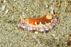 Chromodoris alternata
