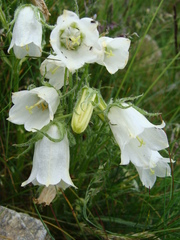Campanula alpina