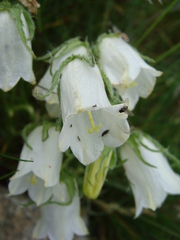 Campanula alpina