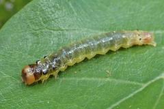 Glyphodes bivitralis