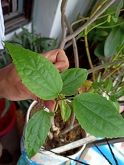 Malvaviscus penduliflorus