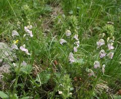 Pedicularis gyroflexa