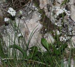 Valeriana saxatilis