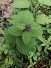 Phlomoides macrophylla