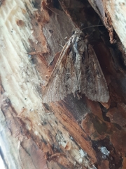 Apamea monoglypha