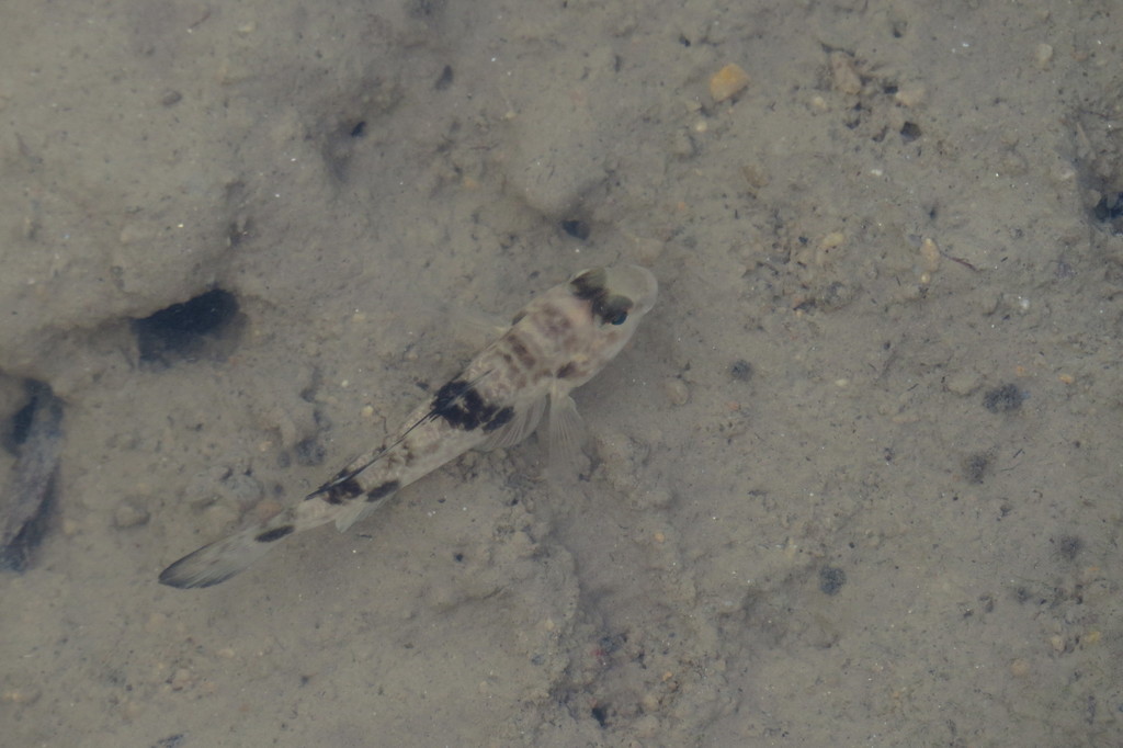 Shadow goby