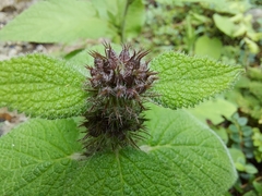 Phlomoides macrophylla