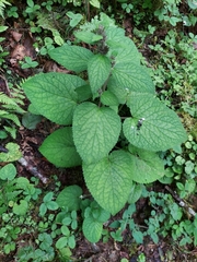 Phlomoides macrophylla