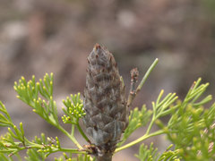 Petrophile canescens
