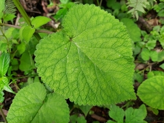 Phlomoides macrophylla