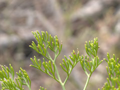 Petrophile canescens