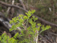 Petrophile canescens