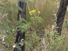 Petrophile canescens