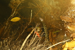 Trimerodytes aequifasciatus