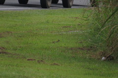 Gallinago hardwickii