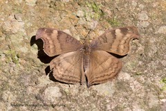 Junonia iphita iphita