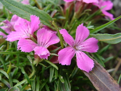 Dianthus glacialis