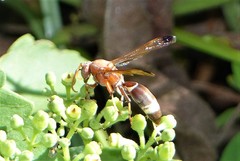 Polistes brunus