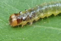 Glyphodes bivitralis