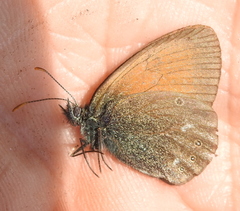 Coenonympha