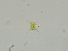 Desmodesmus opoliensis