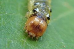 Glyphodes bivitralis