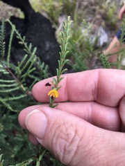 Bossiaea concolor