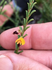 Bossiaea concolor