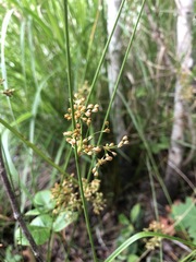 Juncus pylaei
