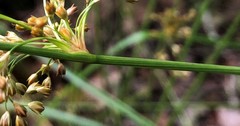Juncus pylaei