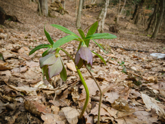 Helleborus atrorubens