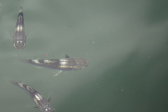 Ellochelon vaigiensis