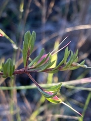 Darwinia biflora