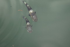Ellochelon vaigiensis
