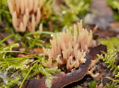 Ramariopsis ramarioides