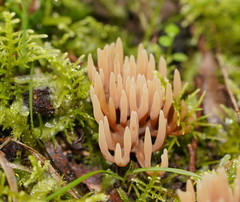 Ramariopsis ramarioides