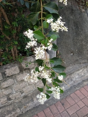 Ligustrum sinense