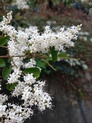 Ligustrum sinense