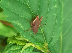 Tetrigidae