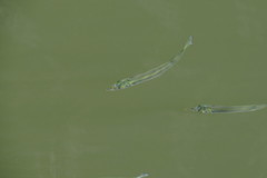Northern Snub-Nosed Garfish photo 2