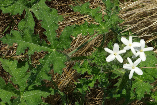 Cnidoscolus texanus