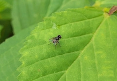 Diptera